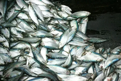 Prefeitura de Catu distribui rabo de peixe em kit e revolta moradores