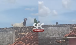 Cabra é vista em cima de telhados em São Francisco do Conde