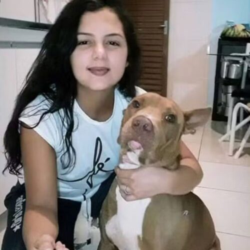 Pitbull dilacera pescoço de dona, ataca vizinhos e é morto a pauladas e facadas