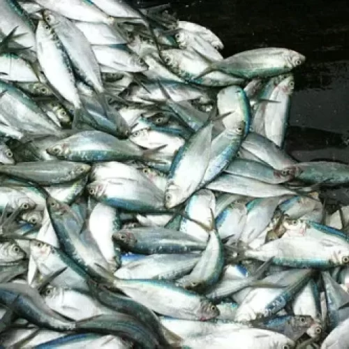 Prefeitura de Catu distribui rabo de peixe em kit e revolta moradores