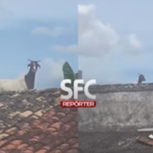 Cabra é vista em cima de telhados em São Francisco do Conde