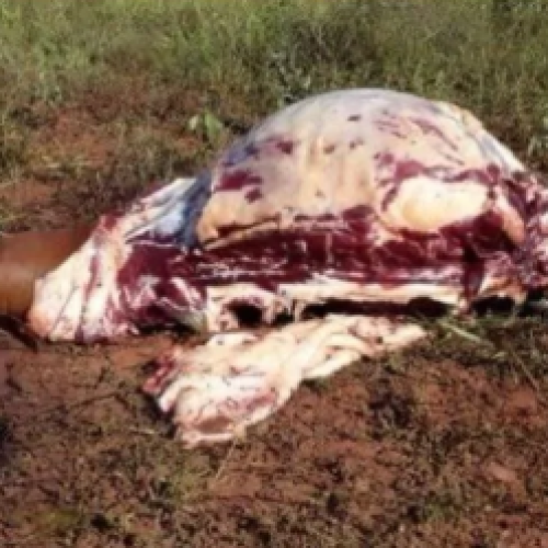 Churrasco cancelado: Homens são presos após matar e esquartejar boi em São Francisco do Conde